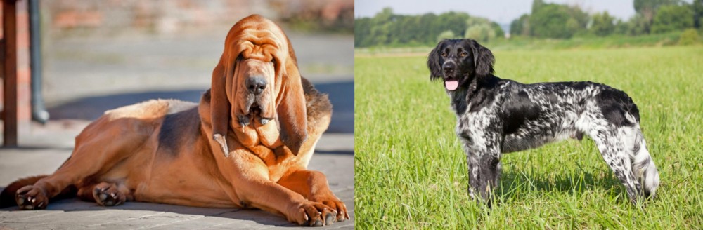 Large Munsterlander vs Bloodhound - Breed Comparison