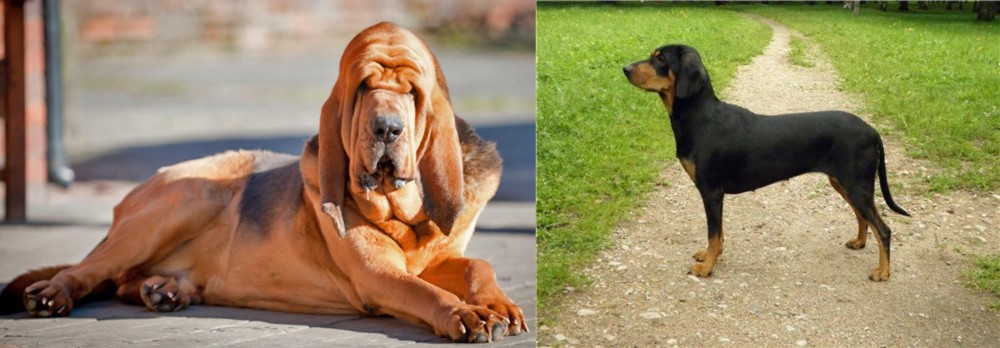 Latvian Hound vs Bloodhound - Breed Comparison