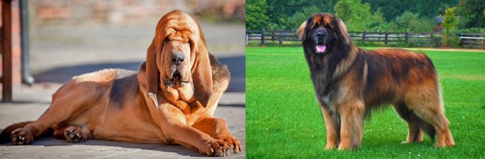 Leonberger vs Bloodhound - Breed Comparison