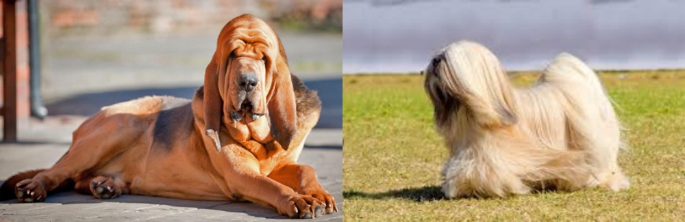 Lhasa Apso vs Bloodhound - Breed Comparison