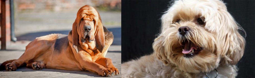 Lhasapoo vs Bloodhound - Breed Comparison