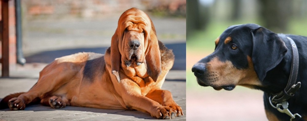 Lithuanian Hound vs Bloodhound - Breed Comparison