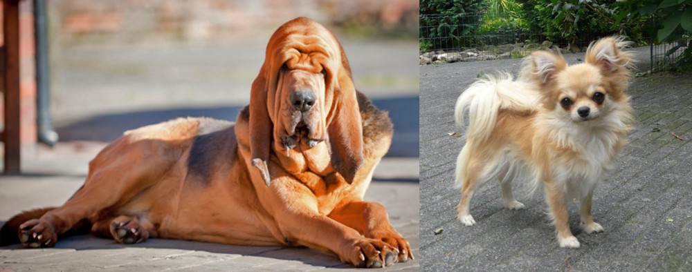 Long Haired Chihuahua vs Bloodhound - Breed Comparison