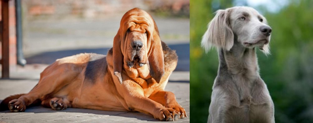Longhaired Weimaraner vs Bloodhound - Breed Comparison