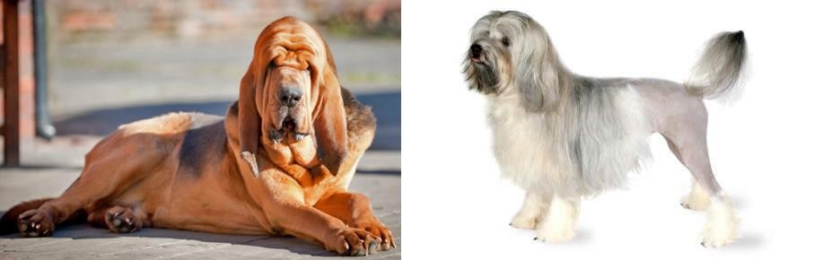 Lowchen vs Bloodhound - Breed Comparison