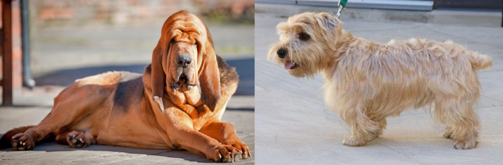 Lucas Terrier vs Bloodhound - Breed Comparison