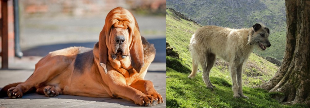 Lurcher vs Bloodhound - Breed Comparison