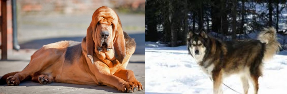Mackenzie River Husky vs Bloodhound - Breed Comparison