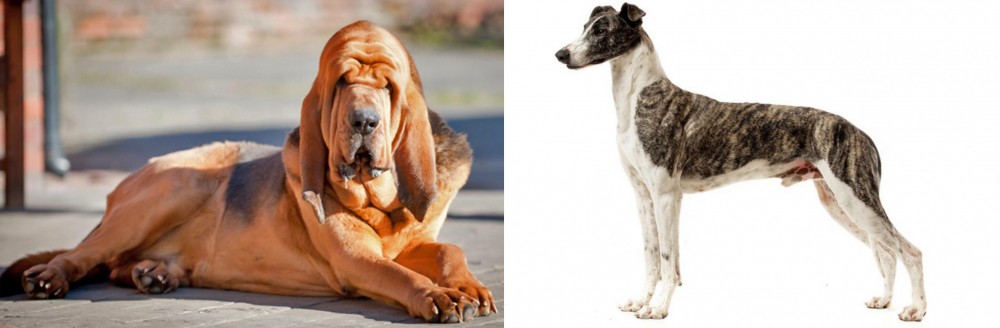 Magyar Agar vs Bloodhound - Breed Comparison