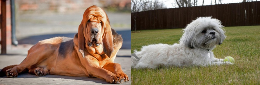 Mal-Shi vs Bloodhound - Breed Comparison