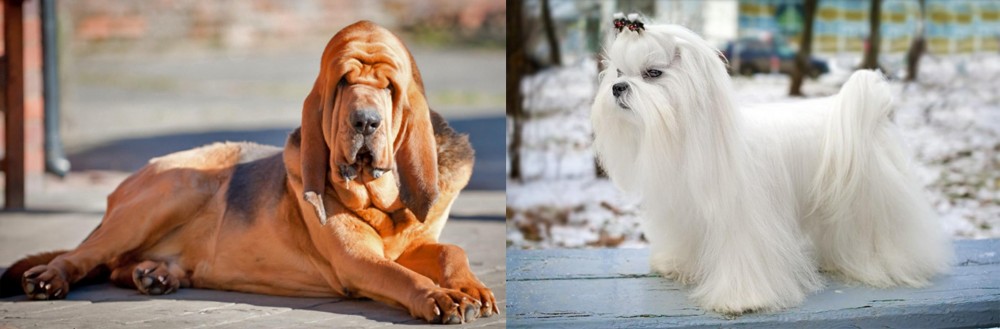 Maltese vs Bloodhound - Breed Comparison