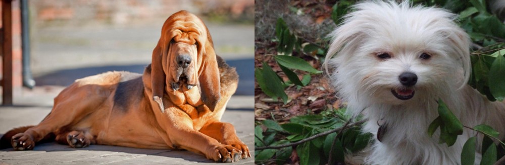 Malti-Pom vs Bloodhound - Breed Comparison