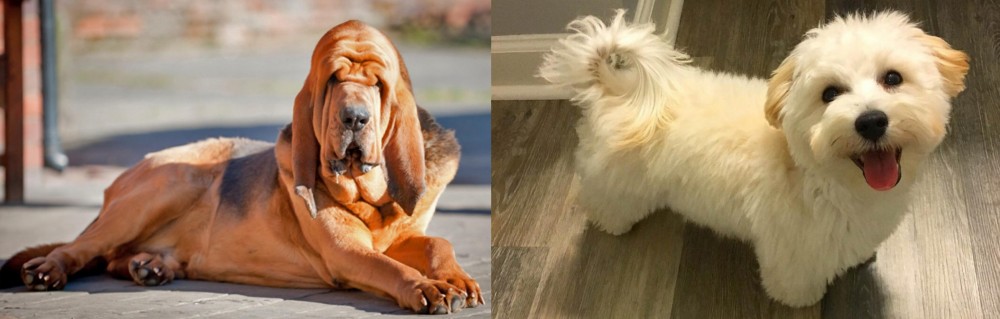 Maltipoo vs Bloodhound - Breed Comparison