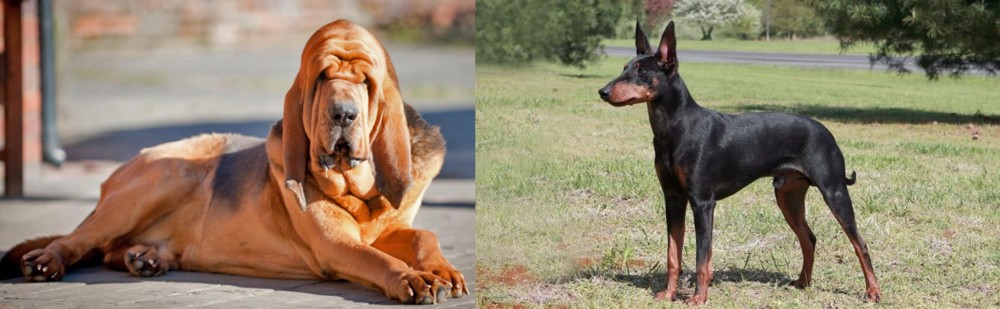 Manchester Terrier vs Bloodhound - Breed Comparison