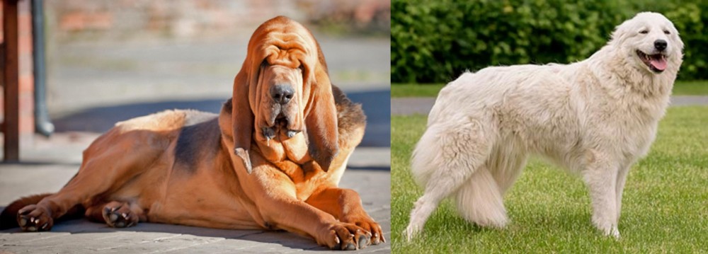 Maremma Sheepdog vs Bloodhound - Breed Comparison