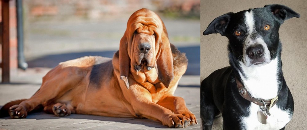 McNab vs Bloodhound - Breed Comparison