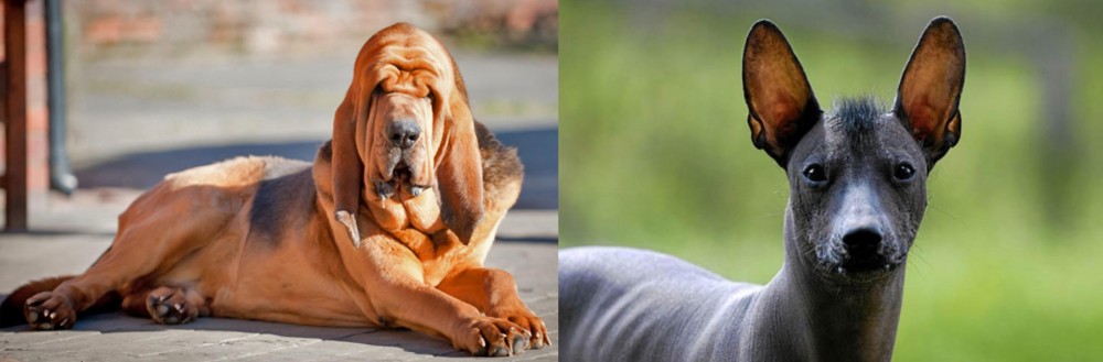 Mexican Hairless vs Bloodhound - Breed Comparison