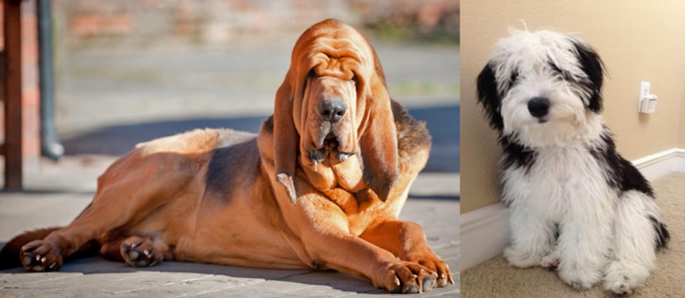 Mini Sheepadoodles vs Bloodhound - Breed Comparison