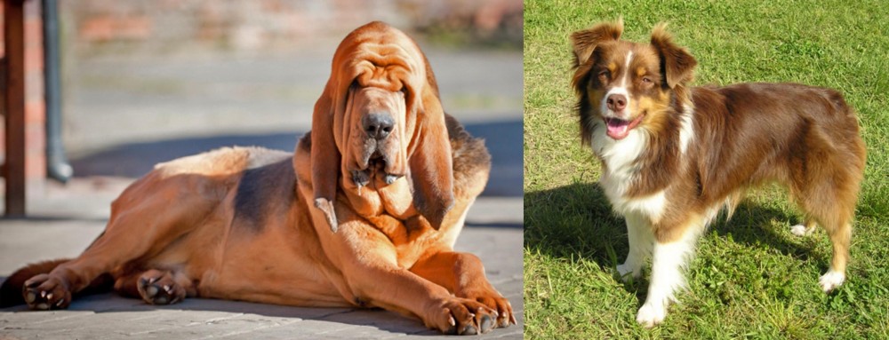 Miniature Australian Shepherd vs Bloodhound - Breed Comparison