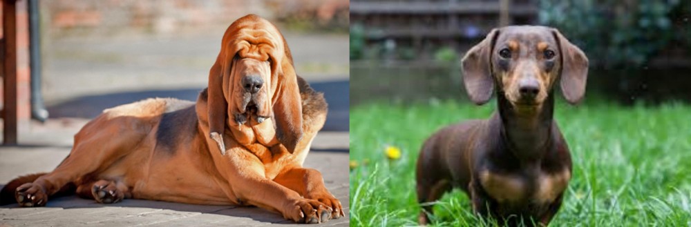 Miniature Dachshund vs Bloodhound - Breed Comparison