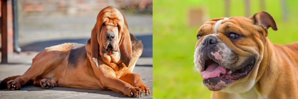 Miniature English Bulldog vs Bloodhound - Breed Comparison