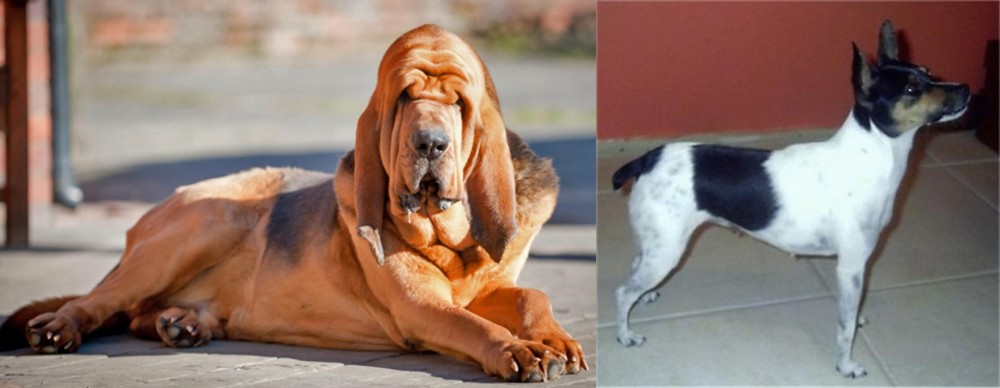 Miniature Fox Terrier vs Bloodhound - Breed Comparison