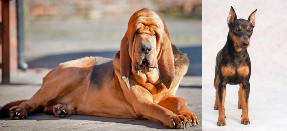 Miniature Pinscher vs Bloodhound - Breed Comparison