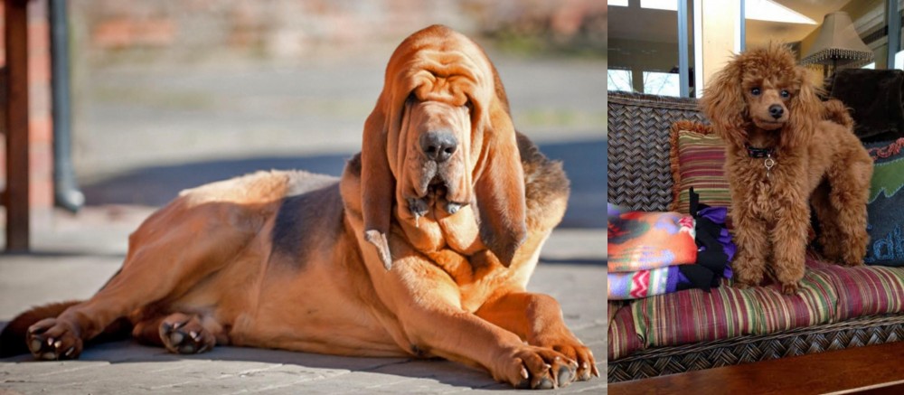 Miniature Poodle vs Bloodhound - Breed Comparison