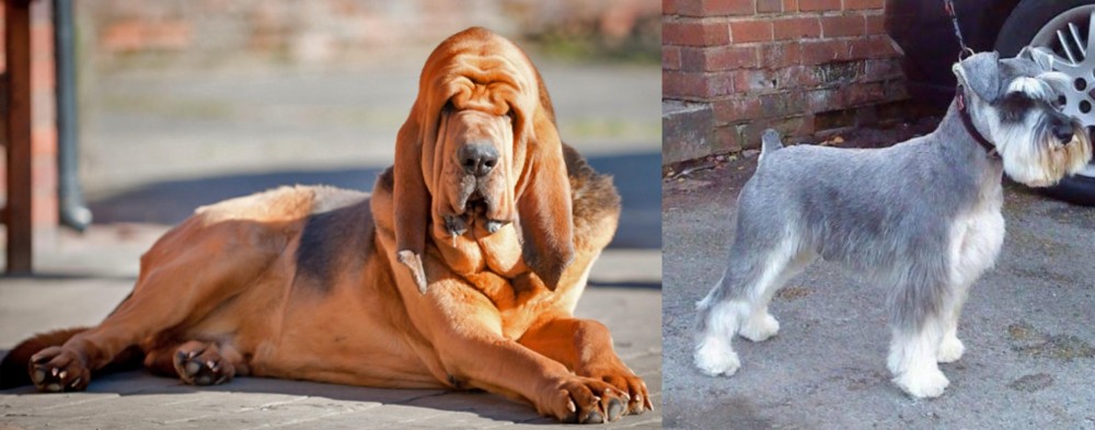 Miniature Schnauzer vs Bloodhound - Breed Comparison