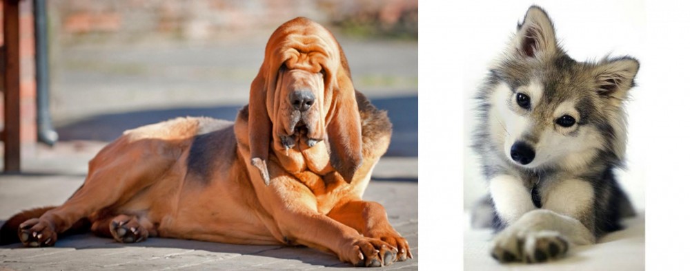Miniature Siberian Husky vs Bloodhound - Breed Comparison
