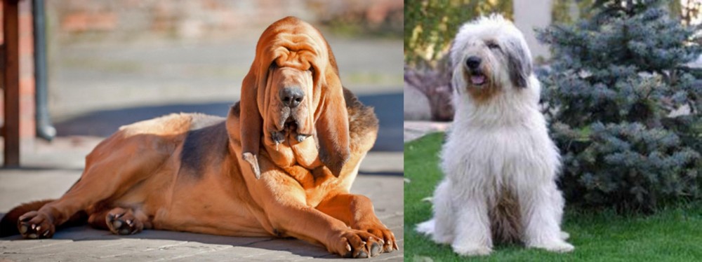 Mioritic Sheepdog vs Bloodhound - Breed Comparison