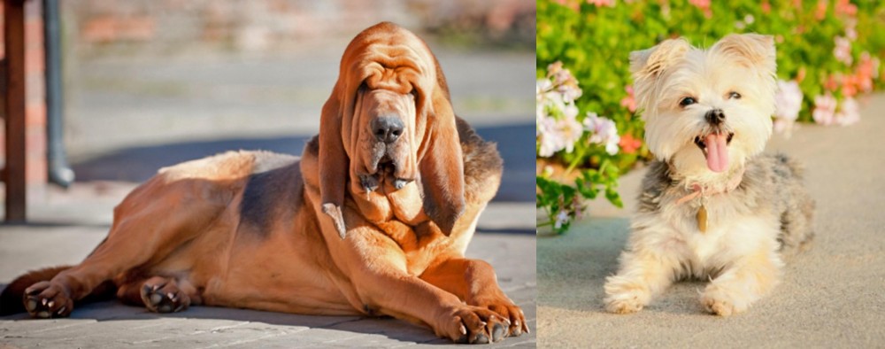 Morkie vs Bloodhound - Breed Comparison