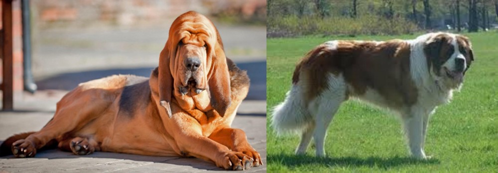 Moscow Watchdog vs Bloodhound - Breed Comparison