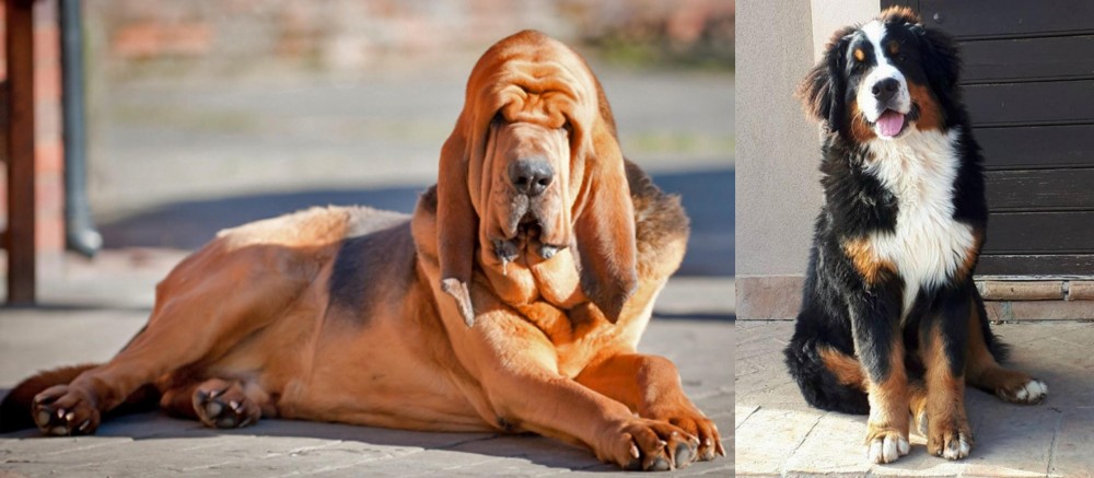 Mountain Burmese vs Bloodhound - Breed Comparison