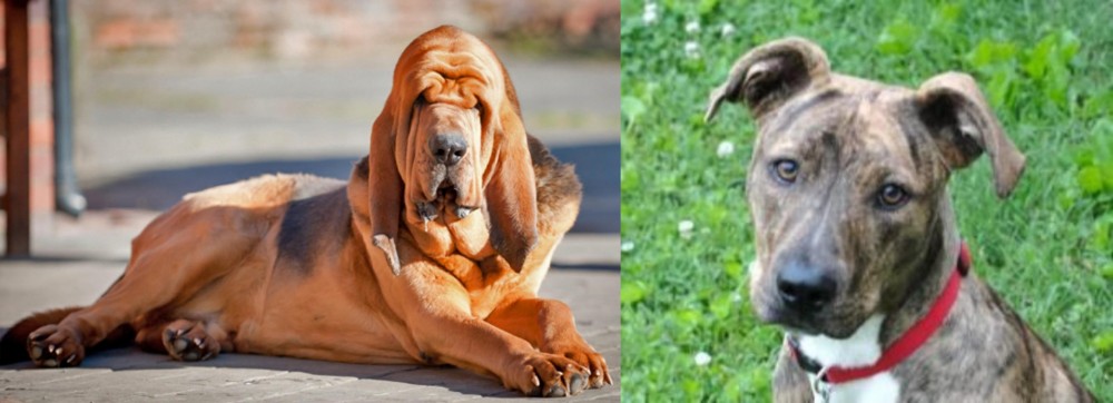 Mountain Cur vs Bloodhound - Breed Comparison