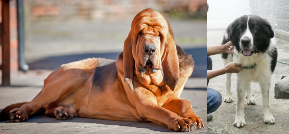 Mucuchies vs Bloodhound - Breed Comparison