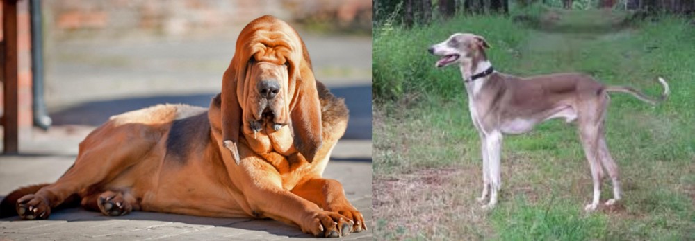 Mudhol Hound vs Bloodhound - Breed Comparison