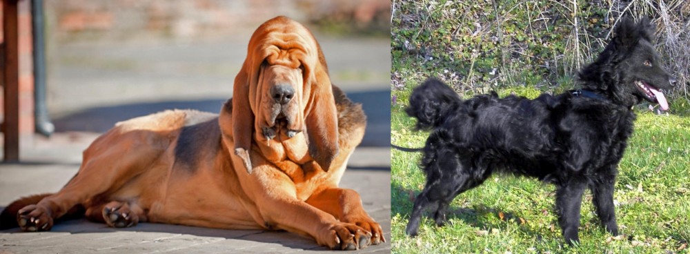 Mudi vs Bloodhound - Breed Comparison