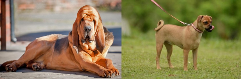 Muggin vs Bloodhound - Breed Comparison