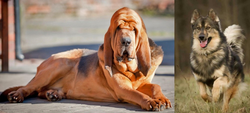 Native American Indian Dog vs Bloodhound - Breed Comparison