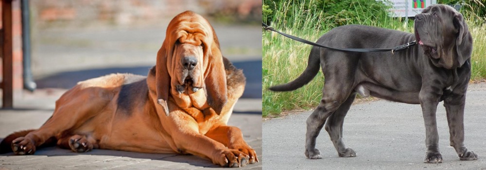 Neapolitan Mastiff vs Bloodhound - Breed Comparison