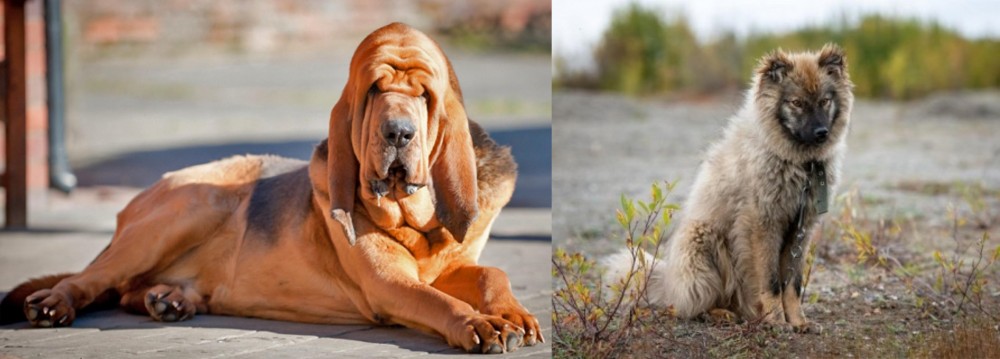 Nenets Herding Laika vs Bloodhound - Breed Comparison