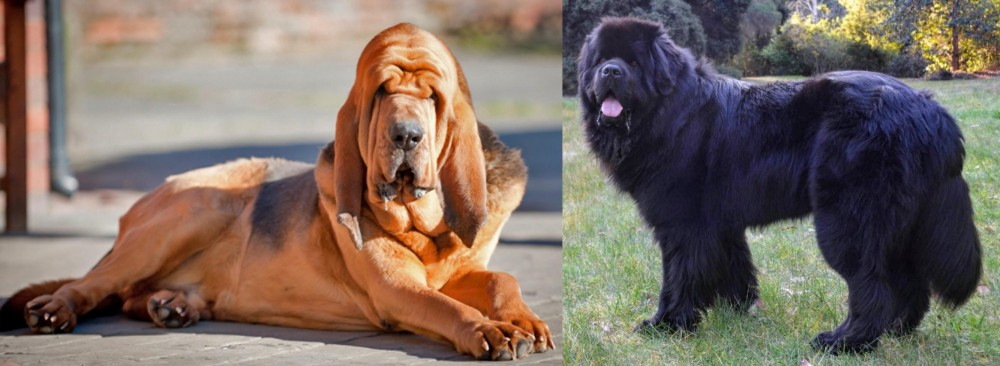 Newfoundland Dog vs Bloodhound - Breed Comparison