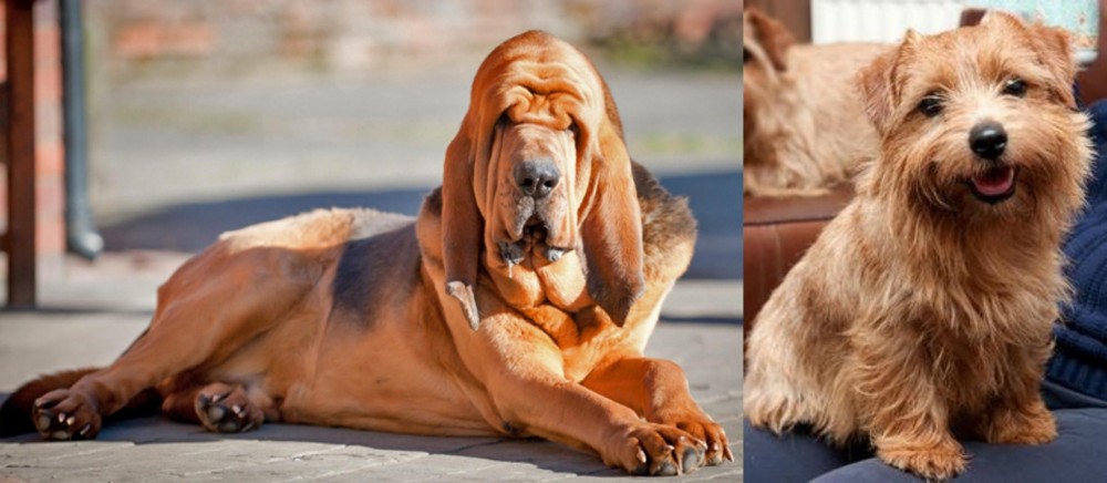 Norfolk Terrier vs Bloodhound - Breed Comparison
