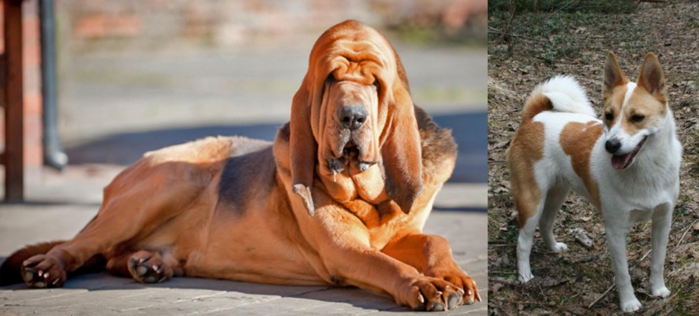 Norrbottenspets vs Bloodhound - Breed Comparison