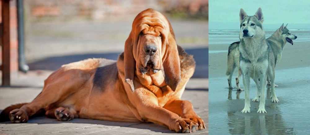 Northern Inuit Dog vs Bloodhound - Breed Comparison