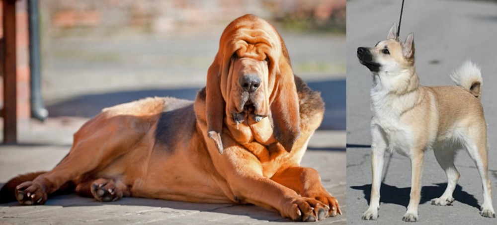 Norwegian Buhund vs Bloodhound - Breed Comparison