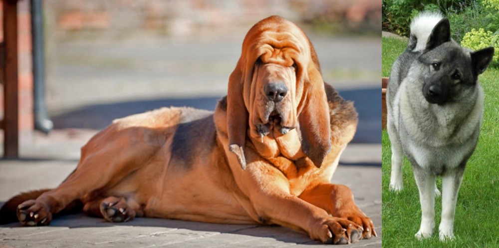 Norwegian Elkhound vs Bloodhound - Breed Comparison