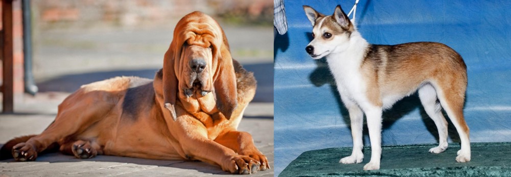 Norwegian Lundehund vs Bloodhound - Breed Comparison