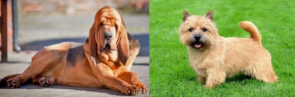 Norwich Terrier vs Bloodhound - Breed Comparison
